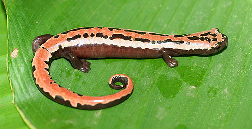 Bolitoglossa