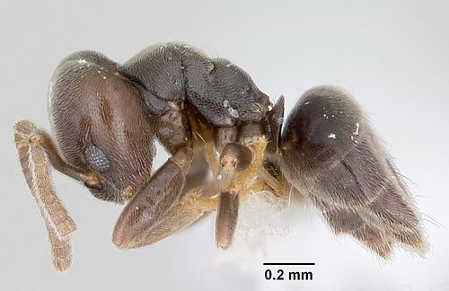 Bothriomyrmex