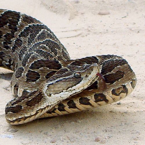 Bothrops