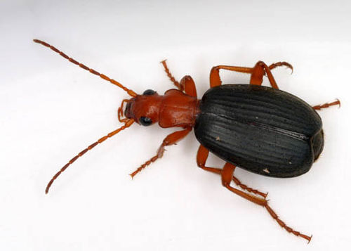 Brachinus