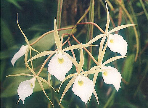 Brassavola