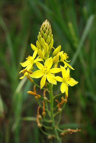 Bulbine