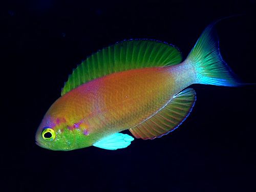 Callanthias