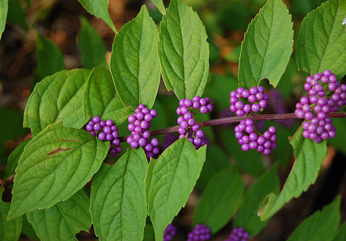 Callicarpa