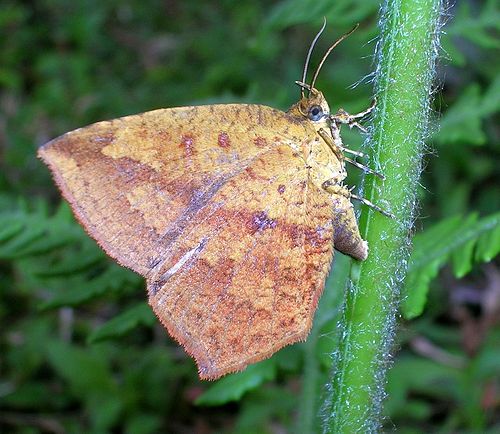 Callidulidae