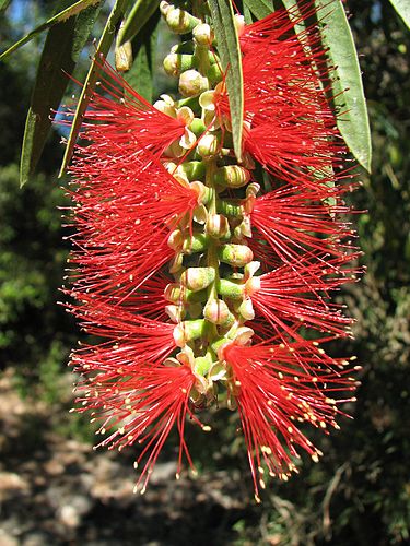 Callistemon