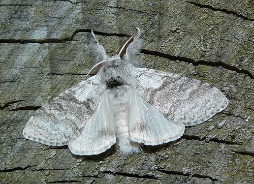 Calliteara