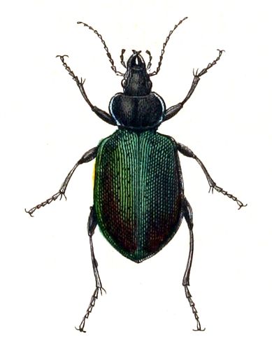 Calosoma