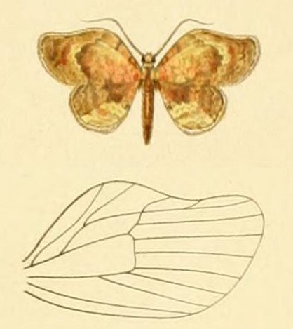 Camelopteryx