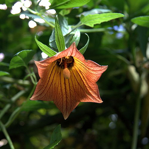 Canarina