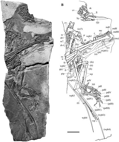 Carniadactylus