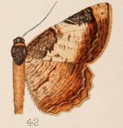 Cassephyra