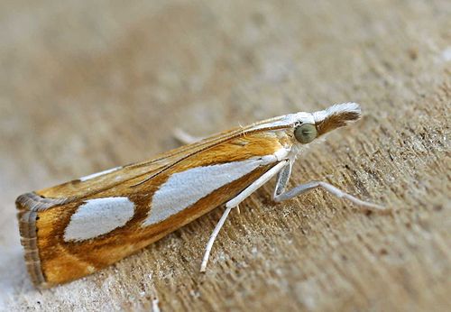 Catoptria