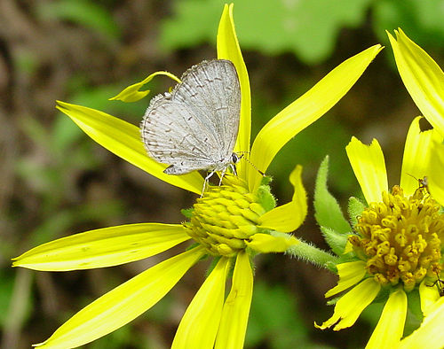 Celastrina