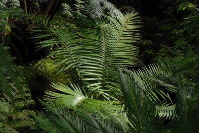 Ceratozamia