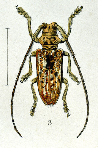 Cerosterna