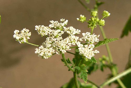 Chaerophyllum