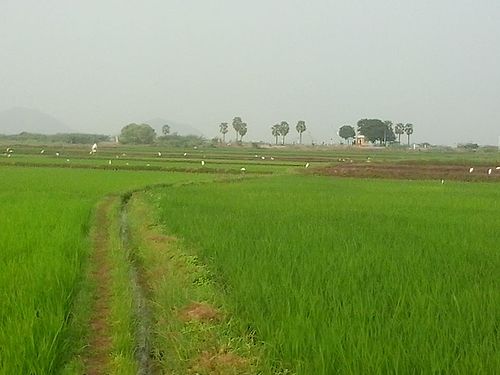 Chintalacheruvu