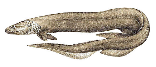 Chlamydoselachus