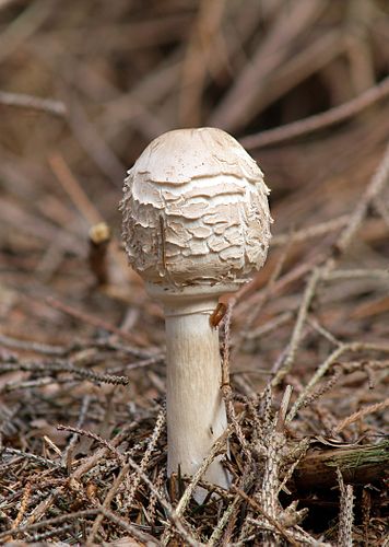 Chlorophyllum