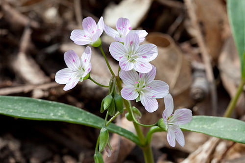 Claytonia