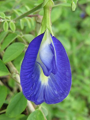 Clitoria