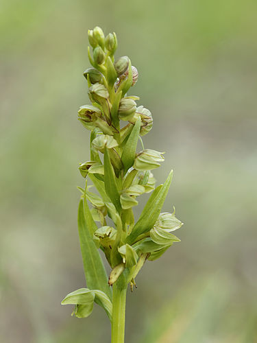 Coeloglossum