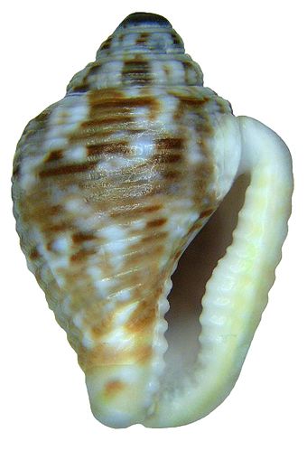 Columbella