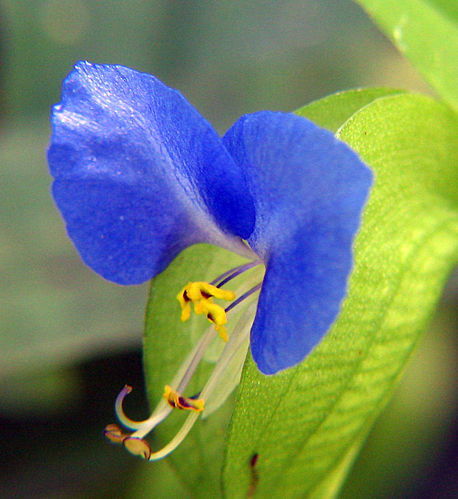 Commelina