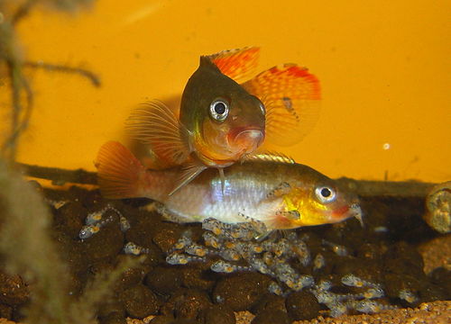 Congochromis