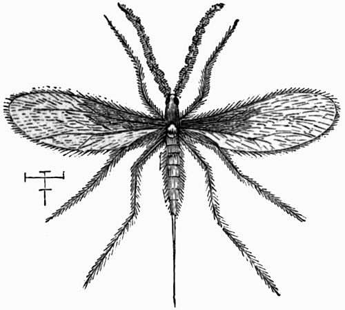 Contarinia