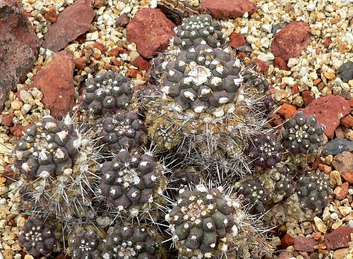 Copiapoa