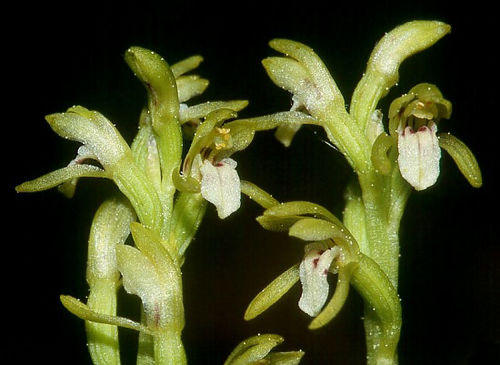 Corallorhiza