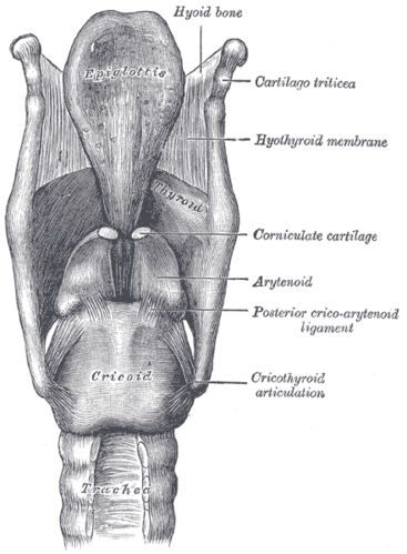 Corniculate