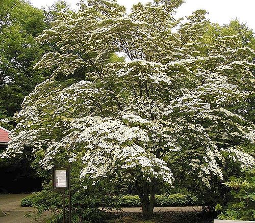 Cornus