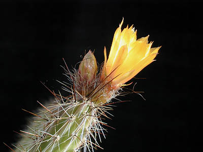 Corryocactus