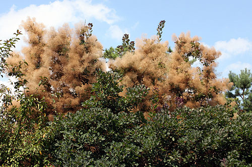 Cotinus