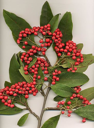 Cotoneaster