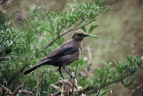 Cowbird