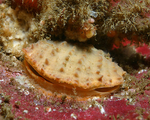 Crassadoma