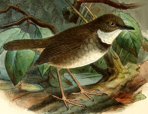 Crateroscelis