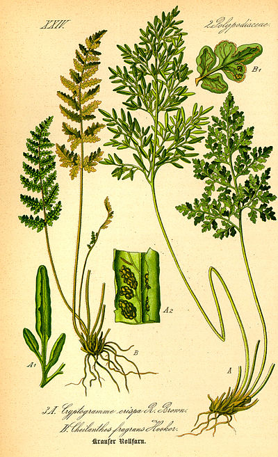 Cryptogramma