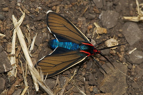 Ctenucha