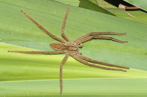 Cupiennius