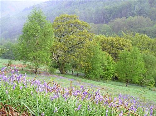 Cwmcarn