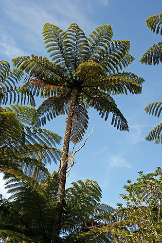 Cyathea