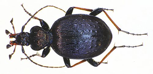 Cychrus