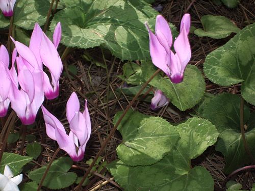 Cyclamen