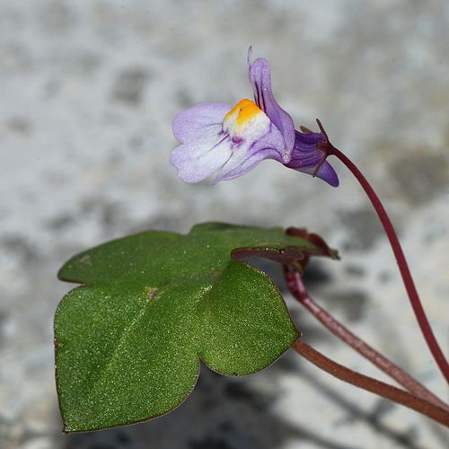 Cymbalaria