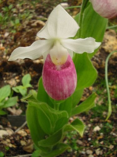 Cypripedium